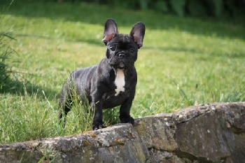 elevage bouledogue francais